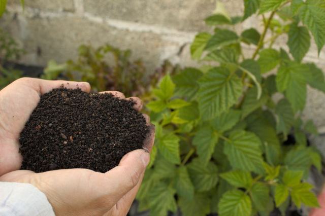 Compost mûr prêt à être étalé Compost brun et friable saisi à la main devant un composteur en bois