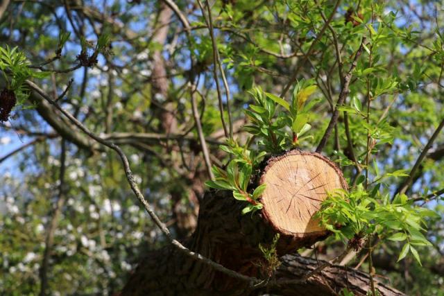 Élagage et abattage d'arbres : des interventions qui demandent expertise et sécurité