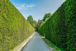Haie végétale : plantation et taille pour un brise-vue naturel