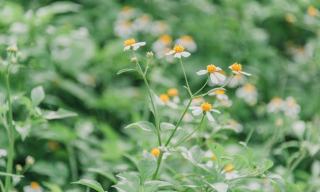 Jardin écologique : biodiversité et aménagement naturel