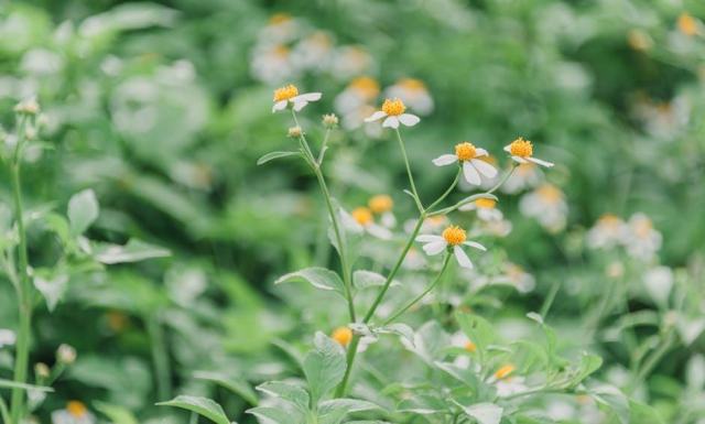 Jardin écologique : aménager en faveur de la biodiversité sans sacrifier l'esthétique