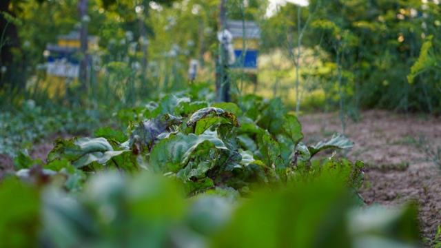 Jardin potager : créer un espace de culture maraîchère qui produit vraiment Jardin potager : créer un espace de culture maraîchère qui produit vraiment