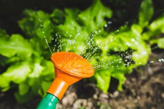 Arrosage jardin raisonné, la méthode qui économise l'eau