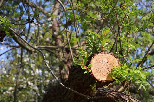 Faire élaguer ou abattre un arbre sans mettre son jardin en danger Faire élaguer ou abattre un arbre sans mettre son jardin en danger