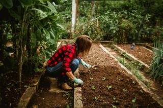 Jardin potager, de l'emplacement aux premières récoltes