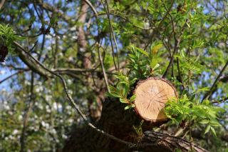 Élagage et abattage d'arbre, ce que coûte une intervention sûre