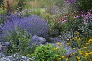 Jardin écologique, principes, plantes et gestion de l'eau