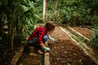 Jardin potager, de l'emplacement aux premières récoltes